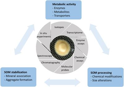 Decomposition of soil organic matter by ectomycorrhizal fungi: Mechanisms and consequences for organic nitrogen uptake and soil carbon stabilization